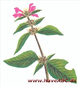 Hanekro - Galeopsis tetrahit Hanekro - Galeopsis tetrahit