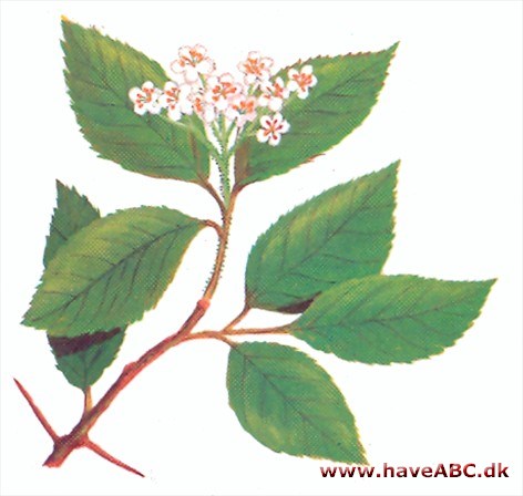 Hanesporetjørn - Crataegus crus-galli Hanesporetjørn - Crataegus crus-galli
