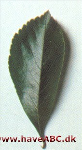 Hanesporetjørn - Crataegus crus-galli.
