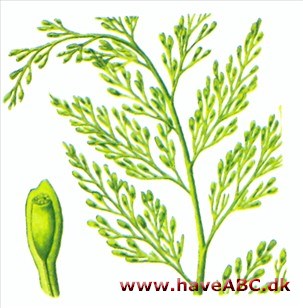 Harefodsbregne - Davallia Harefodsbregne - Davallia