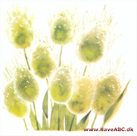 Harehale - Lagurus ovatus Harehale - Lagurus ovatus