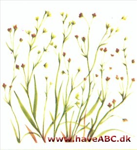 Hareøre - Bupleurum ranunculoides Hareøre - Bupleurum ranunculoides