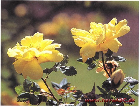 Rosa x harisonii. Kaldes også The Yellow Rose of Tex­as, dog ikke fordi den kommer derfra, men fordi nybyggerne plantede den overalt, hvor de-slog sig ned. Den blev opdaget hos ...