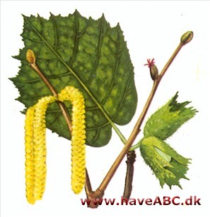 Hassel - Corylus avellana