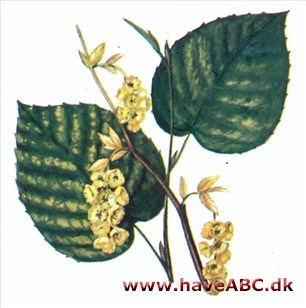 Hasselbror - Corylopsis