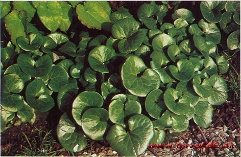 Hasselurt - Asarum europaeum † Hasselurt - Asarum europaeum †