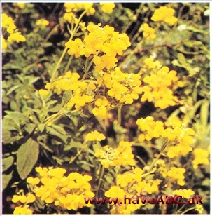 Have-Tøffelblomst - Calceolaria integrifolia syn. rugosa Have-Tøffelblomst - Calceolaria integrifolia syn. rugosa