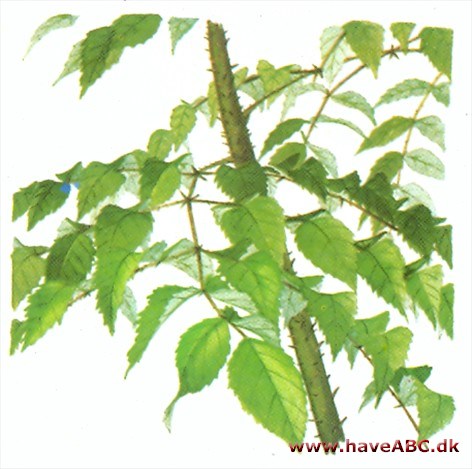 Havearalie - Aralia elata Havearalie - Aralia elata