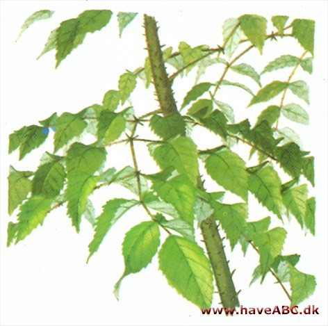 Havearalie - Aralia elata