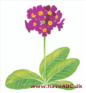 Haveaurikel - Primula pubescens