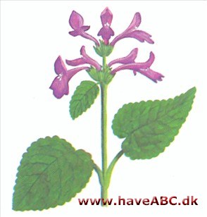 Havebetonie - Stachys grandiflora Havebetonie - Stachys grandiflora