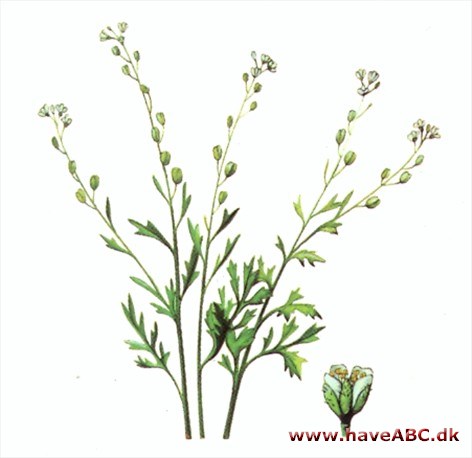Havekarse - Lepidium sativum