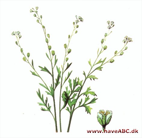 Havekarse - Lepidium sativum Havekarse - Lepidium sativum