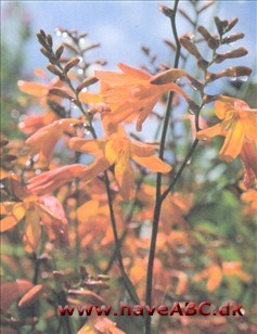 Ses midsommer - tidligt efterår. Havemontbretia er en steril hybrid mellem to sydafrikanske arter og sammen med japanpileurt er den bevis på, at manglende frø ikke er nogen hindring for hurtig ...