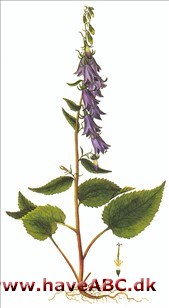 Havepest - Ensidig klokke - Campanula rapunculoides Havepest - Ensidig klokke - Campanula rapunculoides