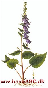 Havepest - Ensidig klokke - Campanula rapunculoides