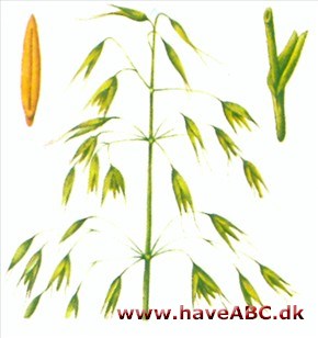 Havre - Avena Havre - Avena
