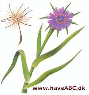 Havrerod - Tragopogon porrifolius Havrerod - Tragopogon porrifolius