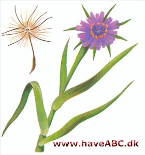 Havrerod - Tragopogon porrifolius