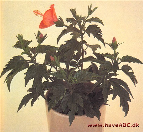 Hawaiiblomst - Hibiscus rosa-sinensis - pasning