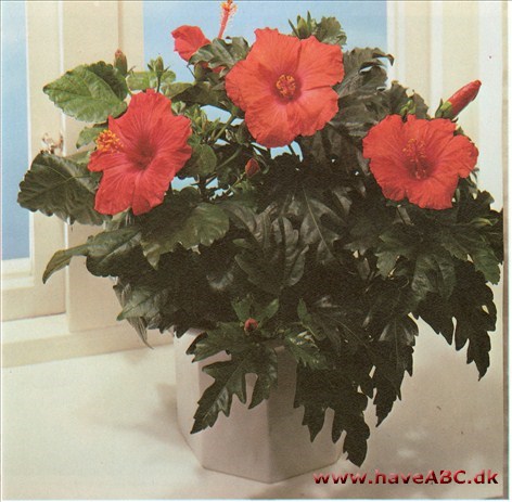 Hawaiiblomst - Hibiscus rosa-sinensis 2 Hawaiiblomst kom til Europa fra Kina i 1700-tallet. Dengang kendte man kun tre forskellige sorter. Nu har man fremelsket utallige nye former og farver. Billederne her viser nogle smukke eksempler.