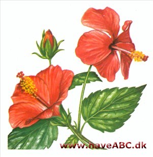 Hawaiiblomst - Hibiscus rosa-sinensis Hawaiiblomst - Hibiscus rosa-sinensis