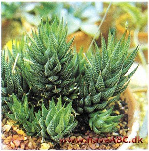 Haworthia attenuata