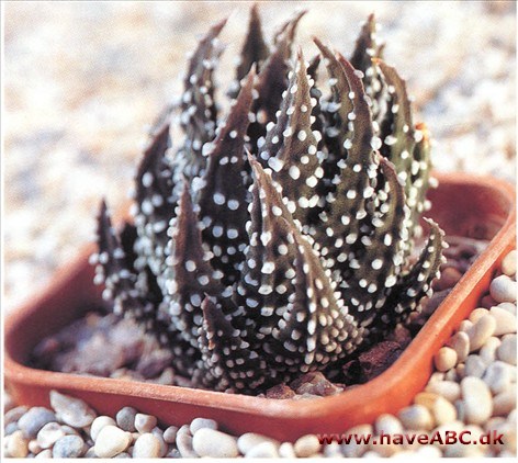 Haworthia