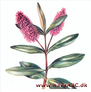 Hebe - salicfolia