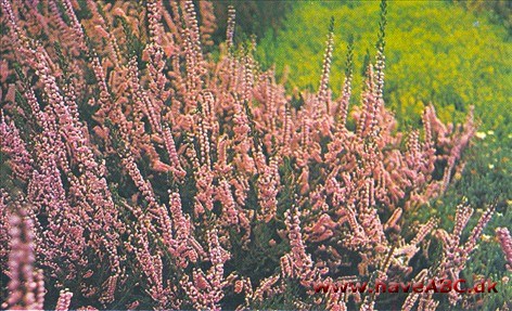 Hedelyng - Calluna vulgaris - se Lyng