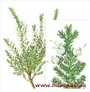 Hedelyng - Calluna vulgaris