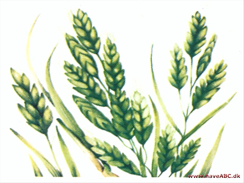 Hejre - Bromus Hejre - Bromus