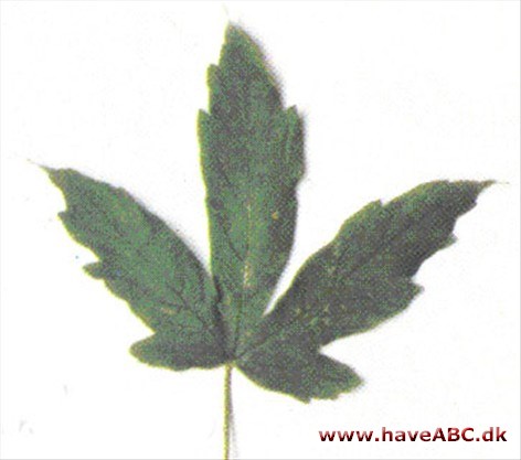 Heldreichs - løn Acer heldreichii Heldreichs - løn Acer heldreichii