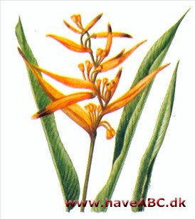 Heliconia - Heli'conia