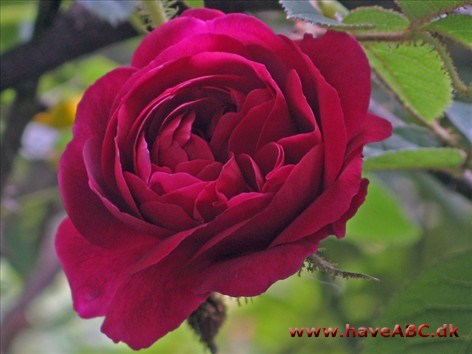 De fleste gammeldags roser har ofte en blåligrød blom­sterfarve. 'Henri Martin' er en af de få undtagelser med en ren, dyb karminrød farve, som kun ...