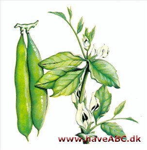 Hestebønne - Vicia faba Hestebønne - Vicia faba