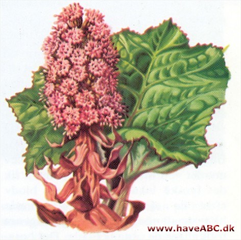 Hestehov - Petasites hybridus