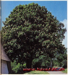 Hestekastanje - Aesculus hippocastanum † Hestekastanje - Aesculus hippocastanum †