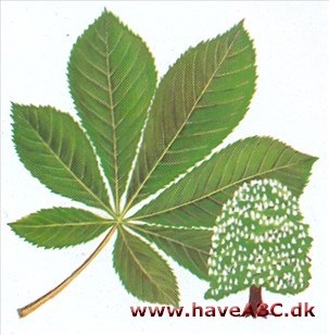 Hestekastanje - Aesculus hippocastanum Hestekastanje - Aesculus hippocastanum