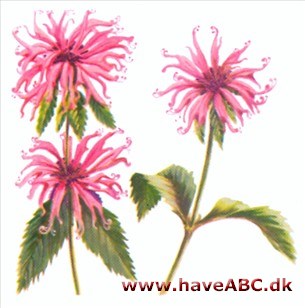 Hestemynte - Monarda hybrida Hestemynte - Monarda hybrida