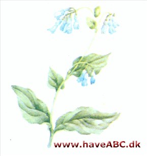 Hestetunge - Mertensia