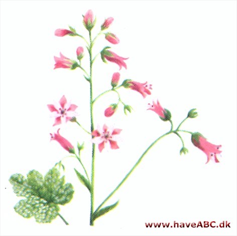Heucherella - Heucherella Heucherella - Heucherella