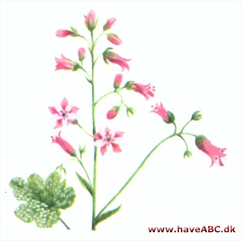 Heucherella - Heucherella