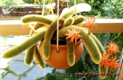 Hildewinteria aureispina Hildewinteria aureispina