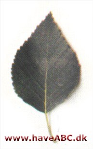 Himalaya-birk - Betula utilis