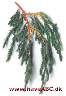 Himalaya ene - Juniperus recurva