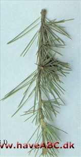 Himalayaceder, Deodarceder - Cedrus deodara Himalayaceder, Deodarceder - Cedrus deodara