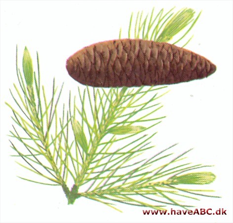 Himalayagran - Picea smithiana