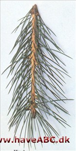 Himalayagran - Picea smithiana.