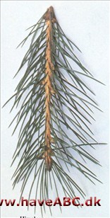 Himalayagran - Picea smithiana. Himalayagran - Picea smithiana.